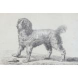 EIGHTEENTH-CENTURY ENGRAVING, CIRCA 1780 Study of a poodle dog 25 x 34 cm. Worldwide shipping