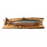 Tierpräparat Königslachs aus Alaska, Vollpräparat, auf Holzbrett montiert, H: 103 cm. Part.