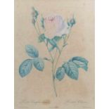 Charlin, Jean Louis Auguste französischer Kupferstecher, um 1815 in Paris tätig. "Rosa Centifolia