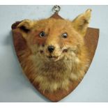 Taxidermy - A stuffed and mounted fox mask set on a shield shape plaque