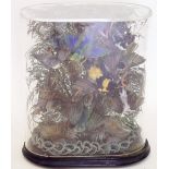 A Victorian taxidermy group of twelve exotic birds in a perspex case