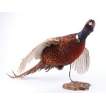 Mounted Cock Pheasant in flight
