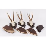 Three Roe antler display plaques, together with eight blank display plaques