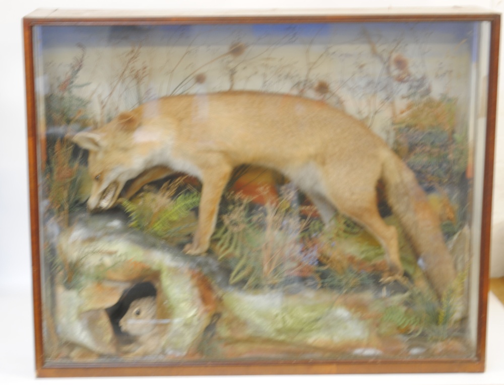 Cased, mounted Red Fox in montage background