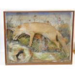 Cased, mounted Red Fox in montage background