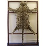Complete Jaguar pelt on wooden frame