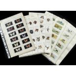 Cigarette Cards, Animals, a selection of sets to include Abdulla British Butterflies, Players Dog