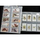 Cigarette Cards, Animals & Birds, Gallaher's Animals & Birds of Commercial Value (99/100, missing no