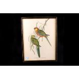 Two ornithological prints, illustrating two species, namely 'Giant Trogon' and 'Earl of Derby