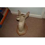 A wall mounted Sika deer head, on oak shield full head and neck in good condition.
