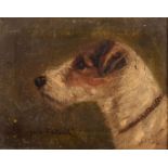 F.Merion Nelson. Oil on canvas, 1911, of a Fox Terrier "Kingsgate Katrail" 19.5cm x 24.5cm, signed