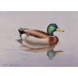 Robin Reckitt. Watercolour, depicting a Mallard duck in water, signed and dated '97 to lower left,