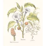 A large coloured etching of Botanical flowers, depicting Stramonia, Halimus and Botris
