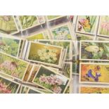 Cigarette Cards, Floral, Foreign set Verkades 'Der Bloemen en Haar Vridenden' (Flowers and Their