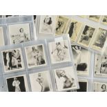 Cigarette Cards, Beauty, a collection from various Manufacturers to include Murray's Bathing Belles,