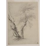 EUROPEAN SCHOOL: STUDY OF A TREE Pencil on paper, inscribed with initials 'HL' in red pencil lower