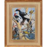 ANGELO FAIRFAX MUCKLEY (1860-1944): VARIETIES OF WOODPECKER Watercolor and gouache on paper,