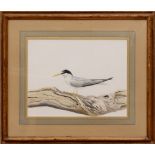 ANTHONY HENNEBERG: A SNOWY PLOVER; AND A WINTER TERN Two watercolor on paper, 1994, both signed '