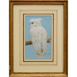 ATTRIBUTED TO HENRY STACY MARKS (1829-1898): A WHITE COCKATOO Gouache on paper, signed with initials