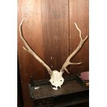 A pair of unmounted red deer antlers