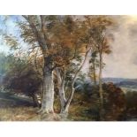 English School, late 19th century, woodland landscape study, oil on artists board, 41cm x 51cm,