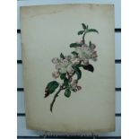 A large portfolio of 19thC botanical watercolours (some 80 in total) some very accomplished and in