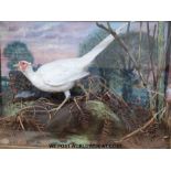 A large taxidermy study of a white pheasant in a naturalistic setting attributed to Roland Ward