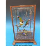 A taxidermy study of four Gouldean finches in a glass case