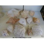 Collection of assorted large sea shells.