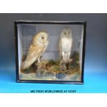 A taxidermy study of a pair of barn owls