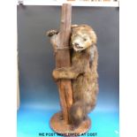 A late 19th /early 20thC taxidermy study of a dancing bear cub with original collar and chain,