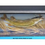 A taxidermy study of a pike amongst reeds,