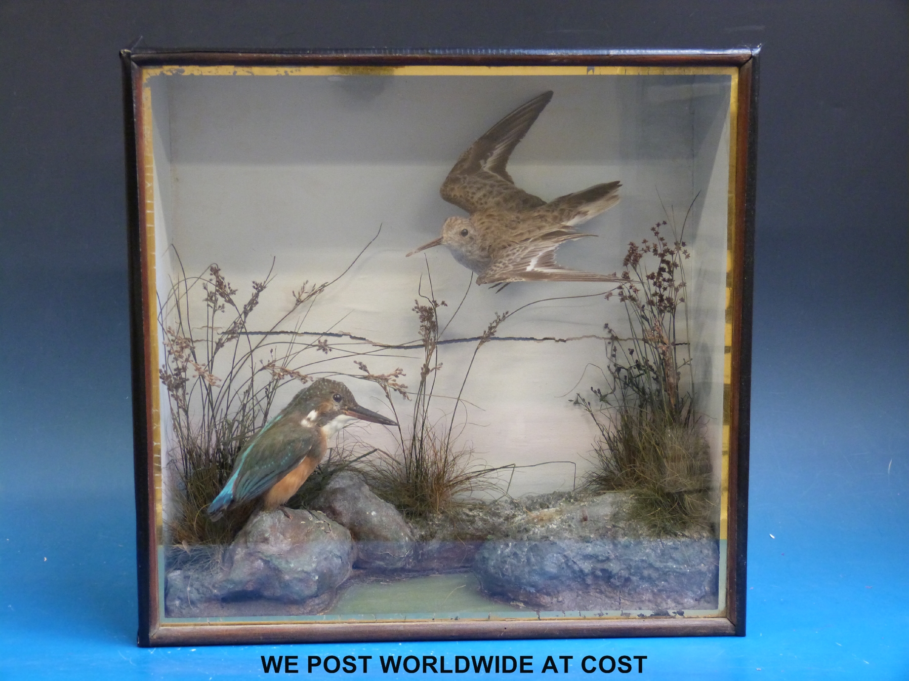 A taxidermy study of a kingfisher and a sandpiper in a naturalistic setting