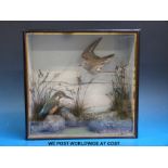 A taxidermy study of a kingfisher and a sandpiper in a naturalistic setting