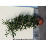 A large ficus plant in terracotta pot