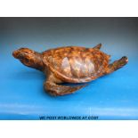 A taxidermy study of a turtle