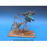 A taxidermy study of two kingfishers