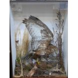 A taxidermy study of a buzzard by Pashley,