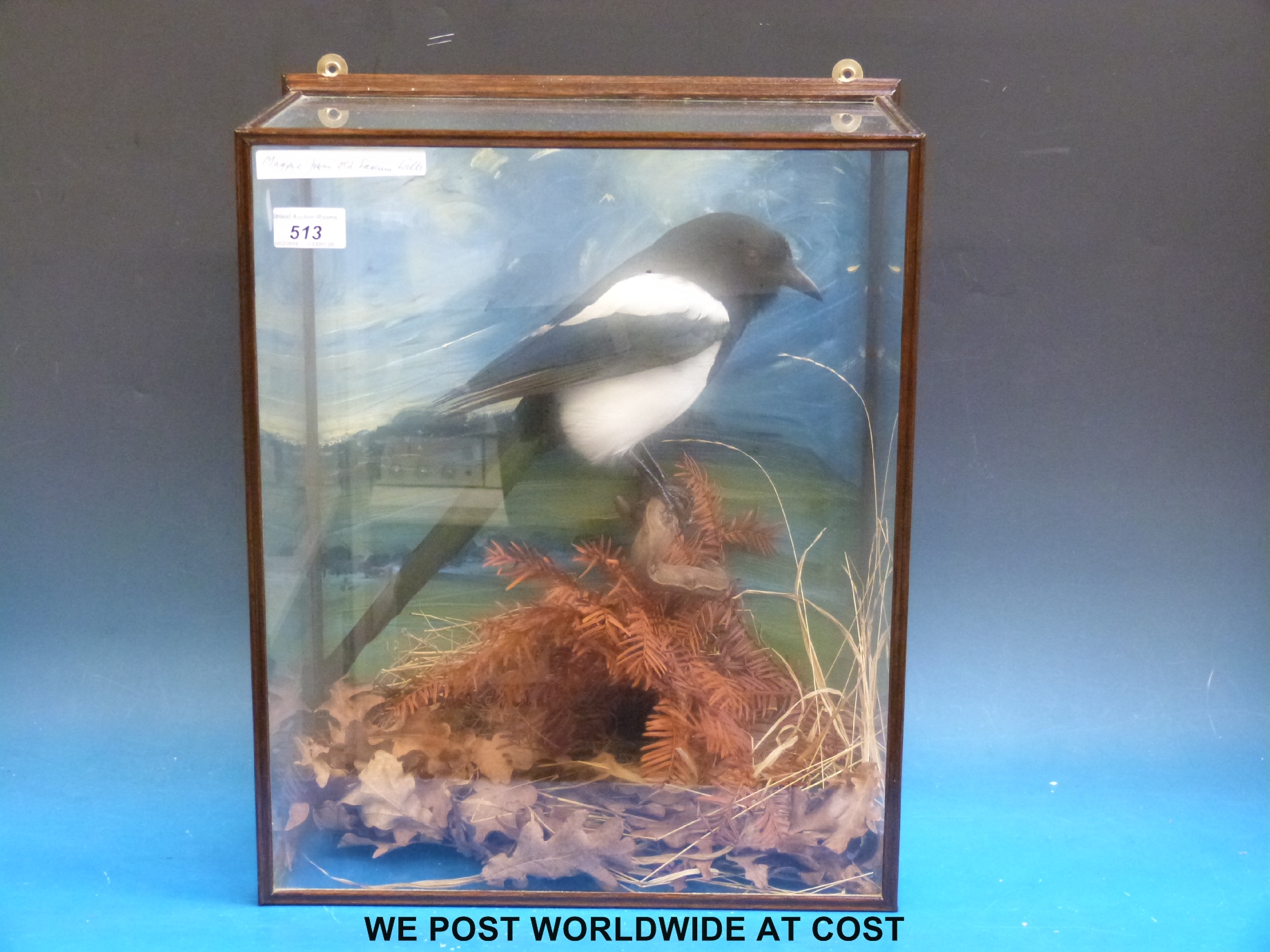 A cased taxidermy study of a magpie in a naturalistic setting