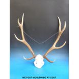 A deer skull mount with nine point antler.