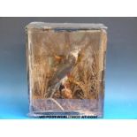 A cased taxidermy study of a sparrowhawk in a naturalistic setting