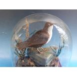 A taxidermy study of a dipper on a rock,