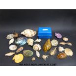 An amateur collection of seashells with index cards