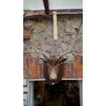 Taxidermy: a fallow deer head, on an oak shield, 70cm wide at the antlers.