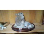 Taxidermy: a figure group of two baby rabbits, on a mahogany plinth, 28cm wide.
