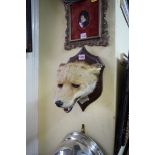 Taxidermy: a fox head trophy, the shaped oak shield bearing plaque inscribed 'Found Calveley,