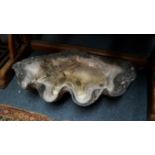 An antique giant clam shell, 75cm wide.