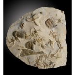 Fossil: A rare multi-species fossil plaque Morocco, Ordovician, approx 485 million years