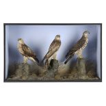 Taxidermy: A case of three Buzzards by Hibbs of Ollerton late 19th century including Ruff Legged,