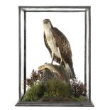 Taxidermy: An Osprey with a fish in an all-glass case early 20th century71cm.; 28ins high by